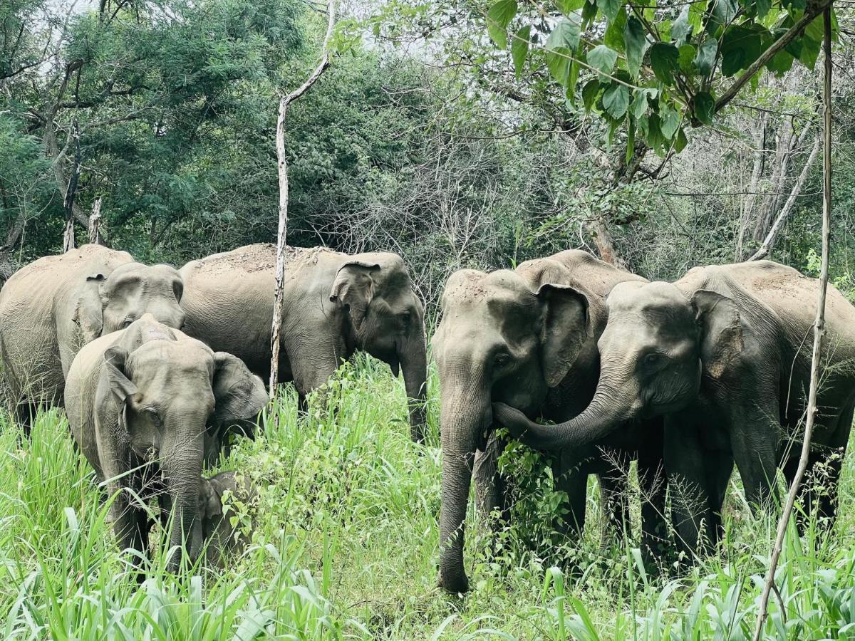 Roy'S Villa Sigiriya Ngoại thất bức ảnh